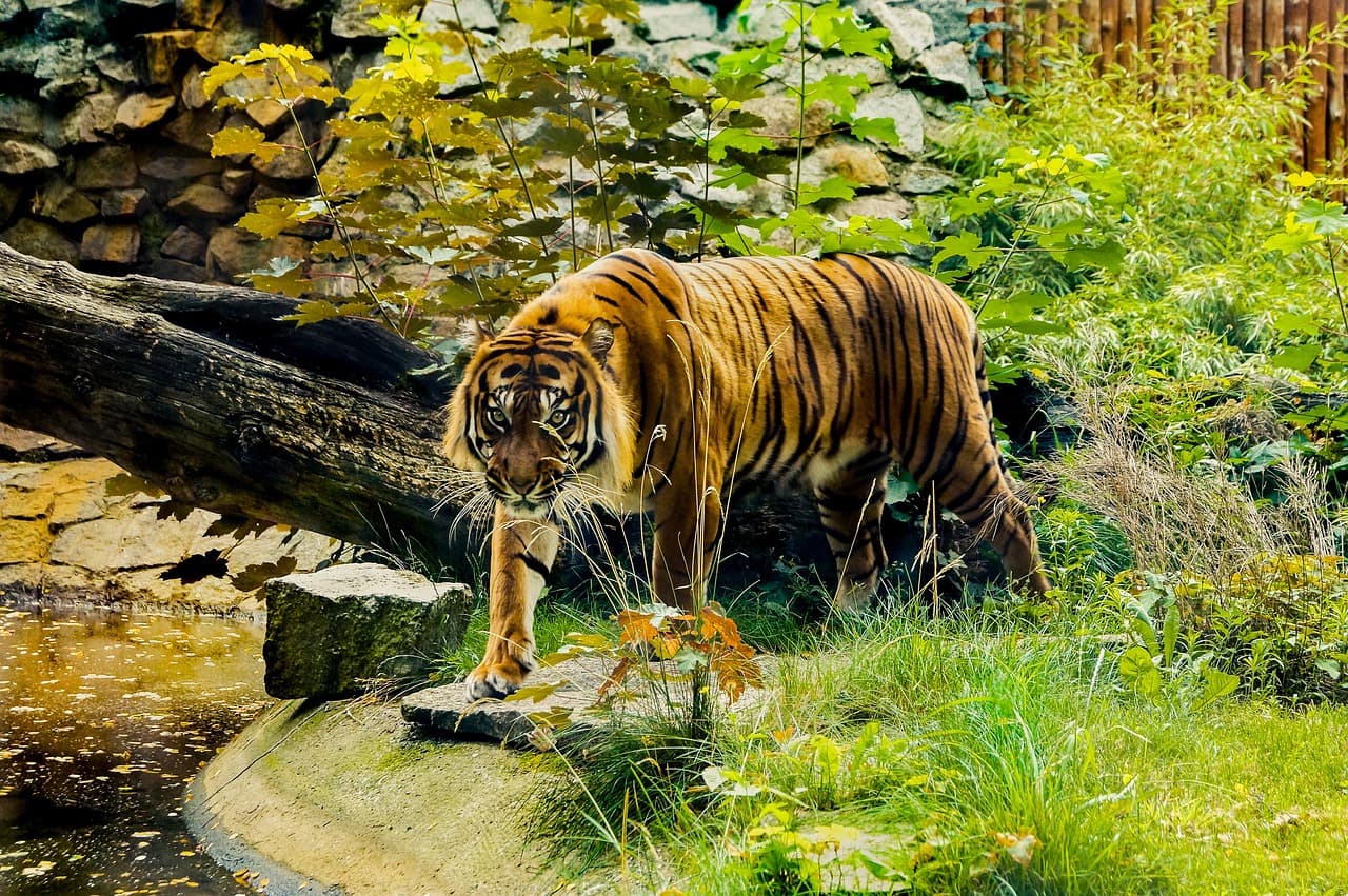 멸종 위기 동물을 돌보는 ‘야생동물 재활 치료사’란?