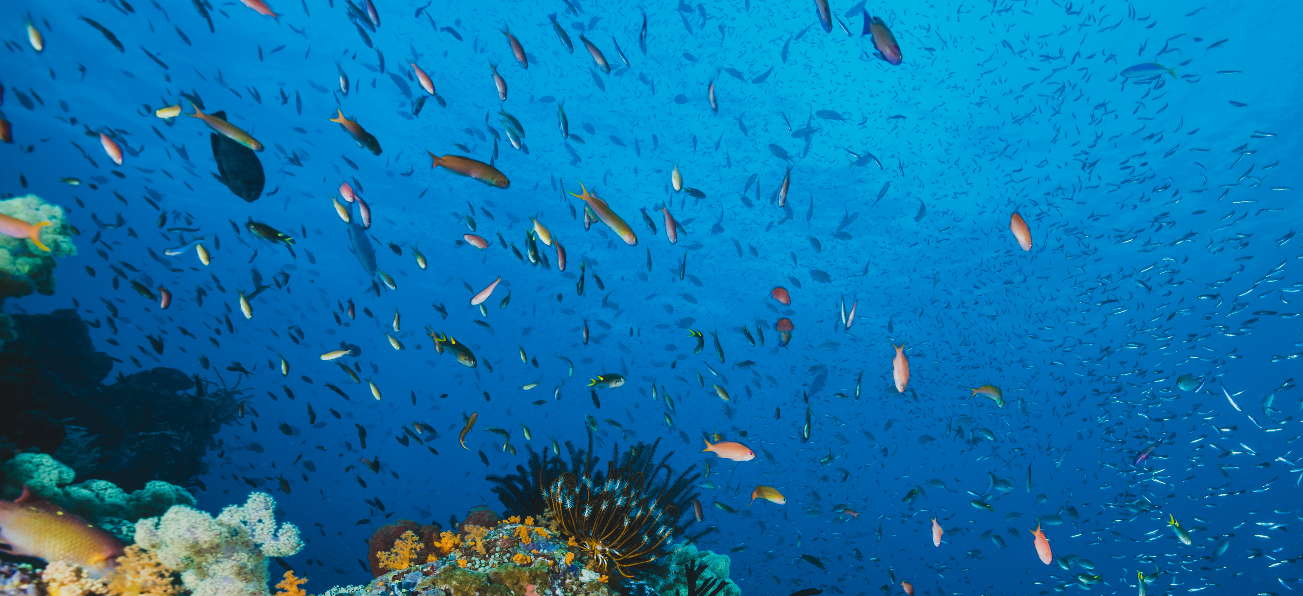 호주 그레이트 베리어 리프 관광 코스 액티비티