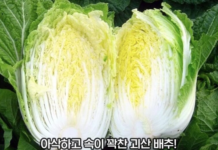절임배추-20kg-저렴하게구매하기-해남배추-대관령배추-괴산배추