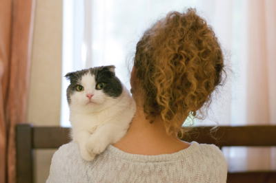 어깨에 올라간 고양이