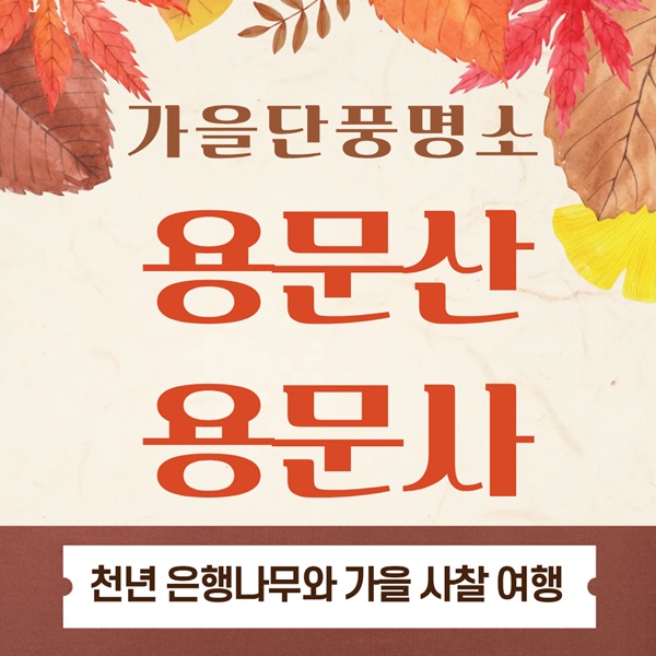 용문산 용문사 단풍명소｜천년은행나무 가을 여행