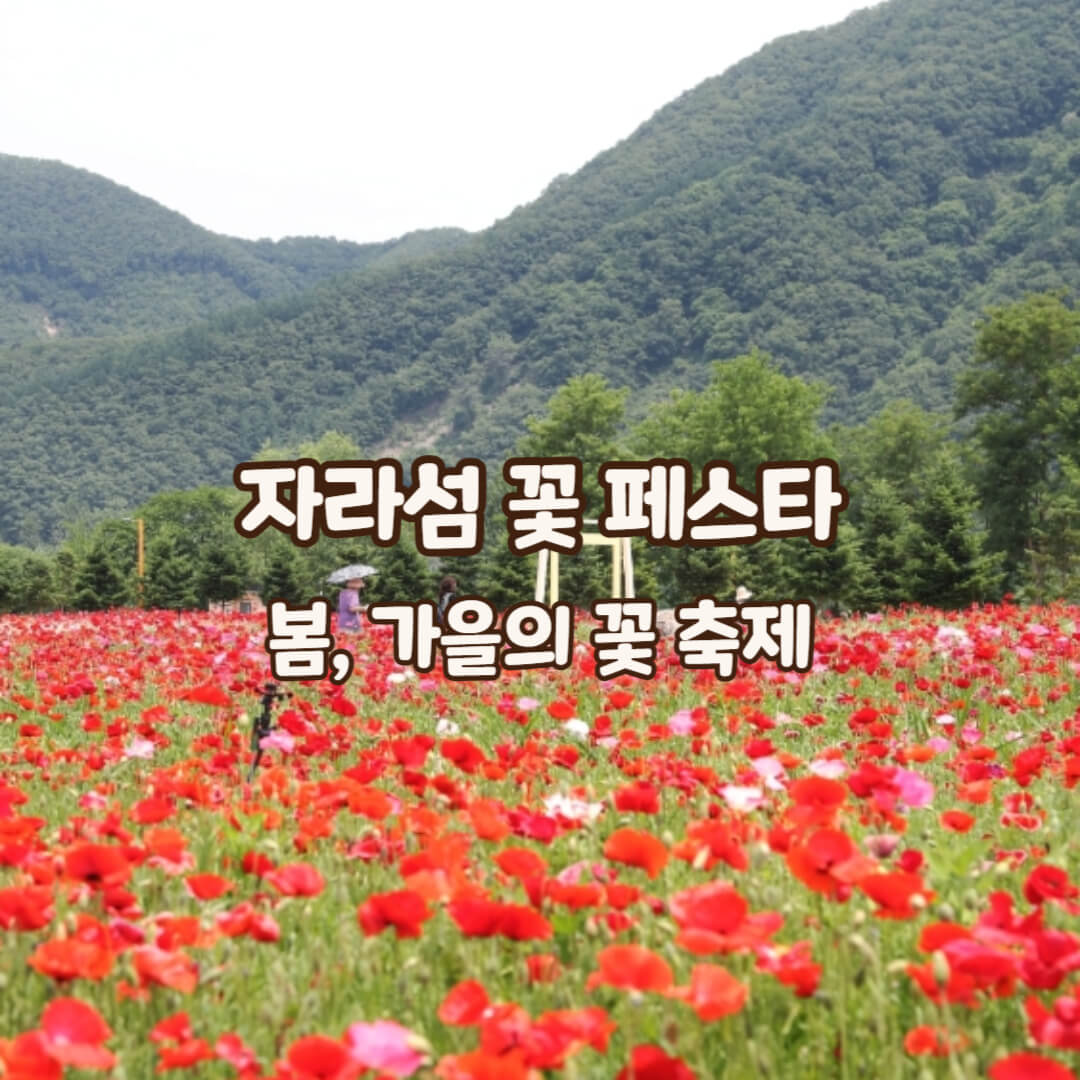 자라섬-꽃-페스타