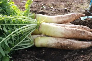 폐렴에-좋은-음식