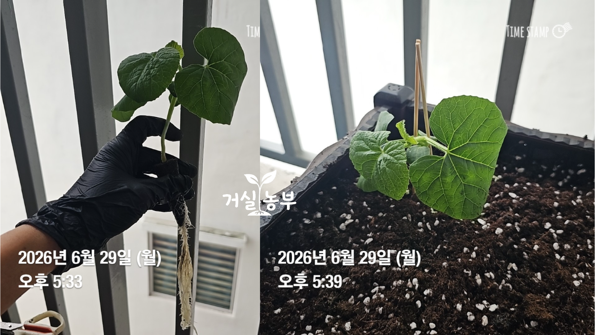 수경재배 허니듀의 뿌리와 흙 화분으로 이식한 모습