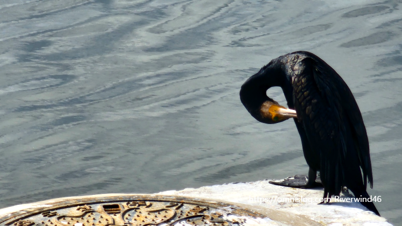 민물가마우지 Freshwater cormorant