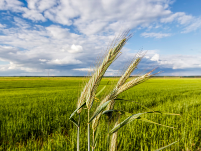 농지연금 가입조건 수령액 계산 총정리