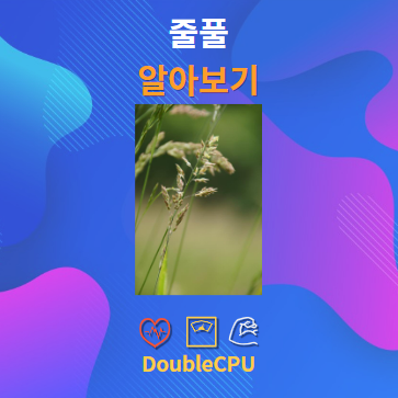 줄풀 알아보기