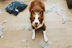 강아지 분리불안 훈련법