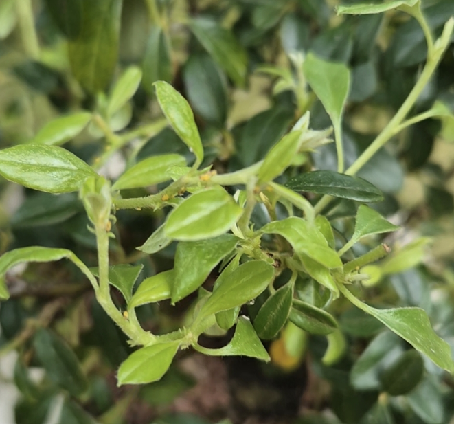 백자단 응애 관리방법