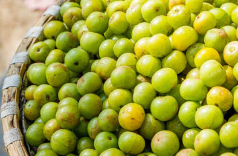 매실장아찌 담는법