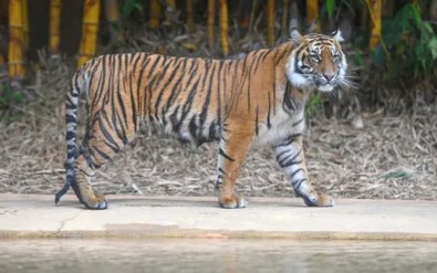 수마트라 호랑이