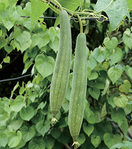 수세미박 효능 및 부작용