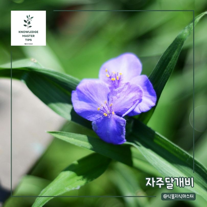 봄에 심기 좋은 꽃 - 자주달개비