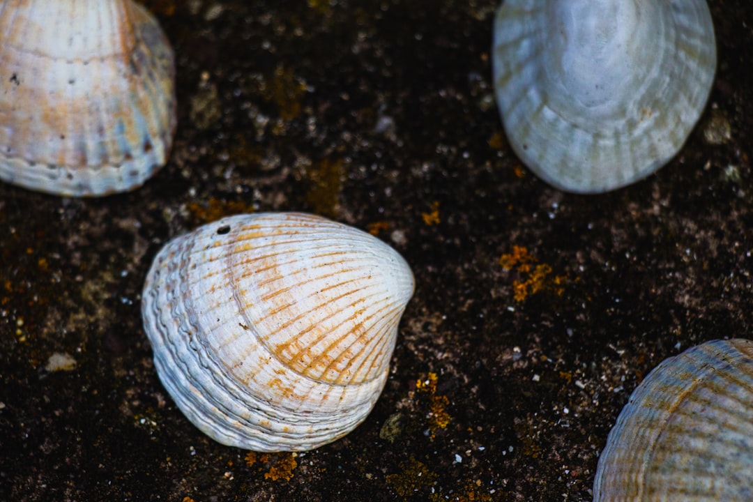 Clam.