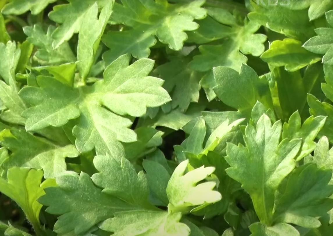 6시내고향 진도 쑥