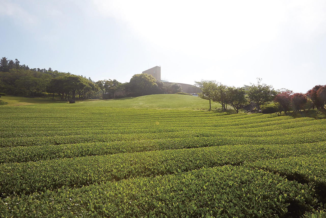 오설록 티 뮤지엄 풍경