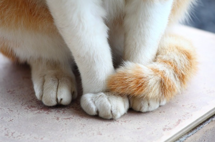 고양이의 사지.