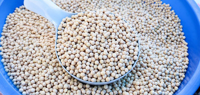 콩의 영양성분과 옥살산 공포