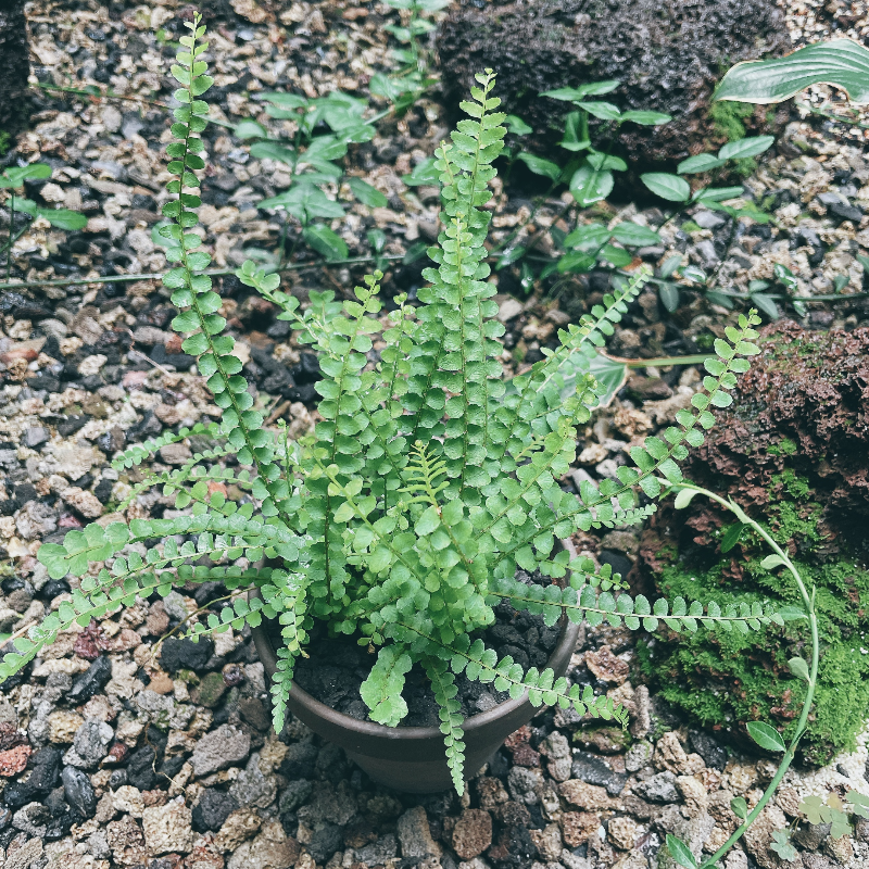 더피고사리-분갈이후-모습