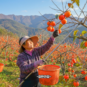 대봉감 홍시 만드는법
