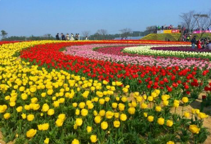 봄꽃 보기 좋은 곳 전국 명소 추천