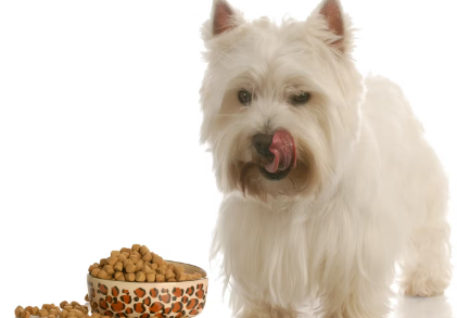 음식을 바라보는 웨스티.