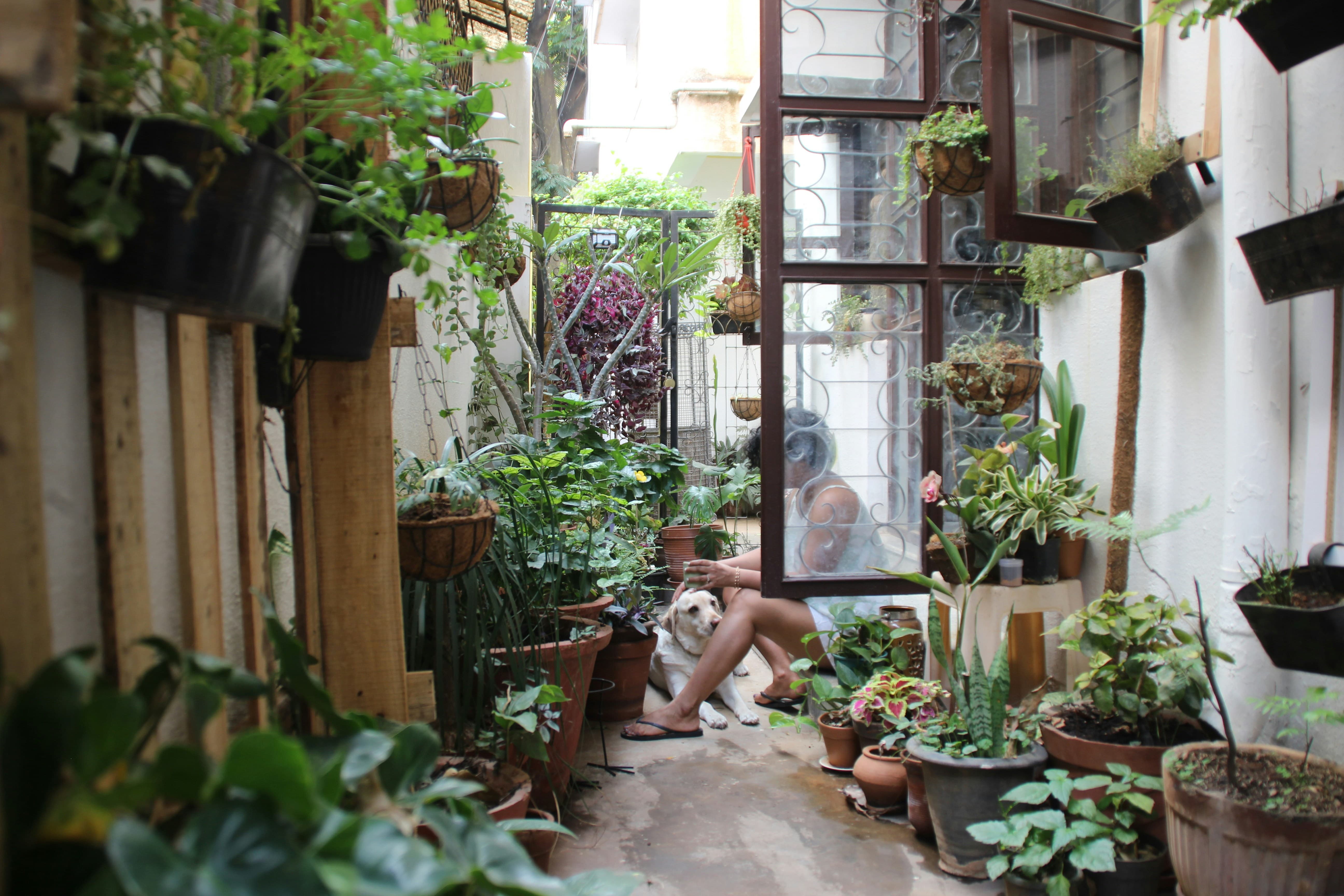 발코니 정원을 위한 테마별 디자인 아이디어: 트로피컬, 빈티지, 모던