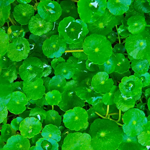 병풀 Centella asiatica