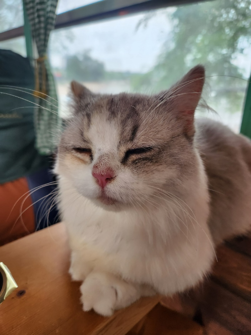 고양이역보호소-실내5