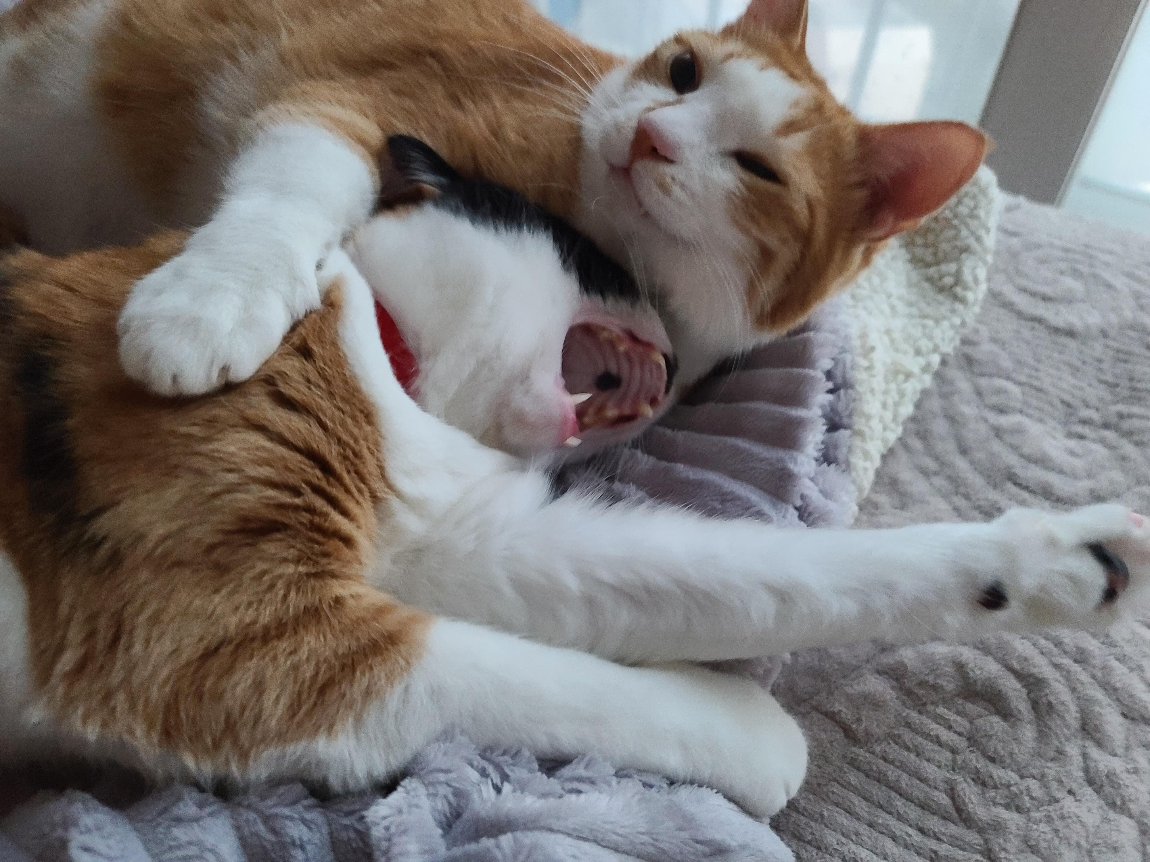 우리집 달달한 고양이 커플. 다다는 호야바라기.