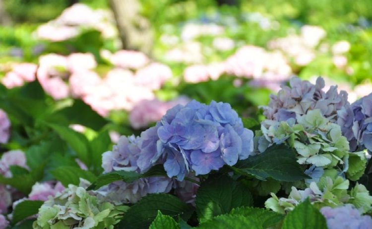 서산 모월힐링숲