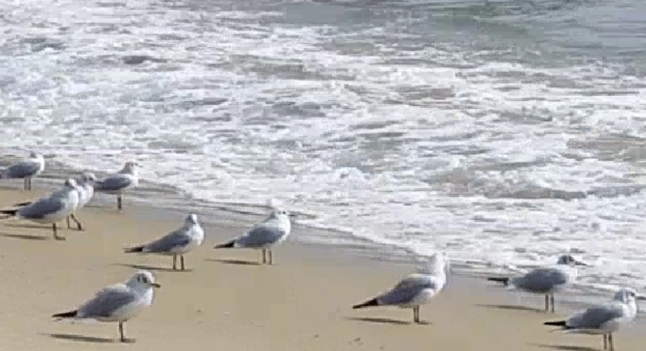 부산 송정해수욕장