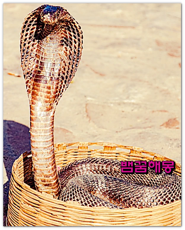 뱀꿈-뱀이행동하는꿈-1