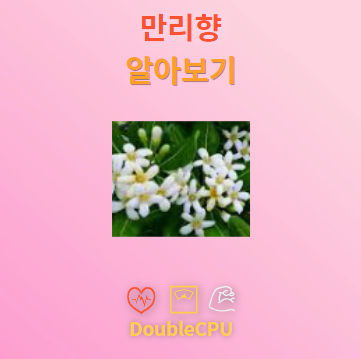 만리향 꽃말 및 탐구