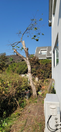 큰 나무 기둥을 많이 잘라낸 감나무의 모습