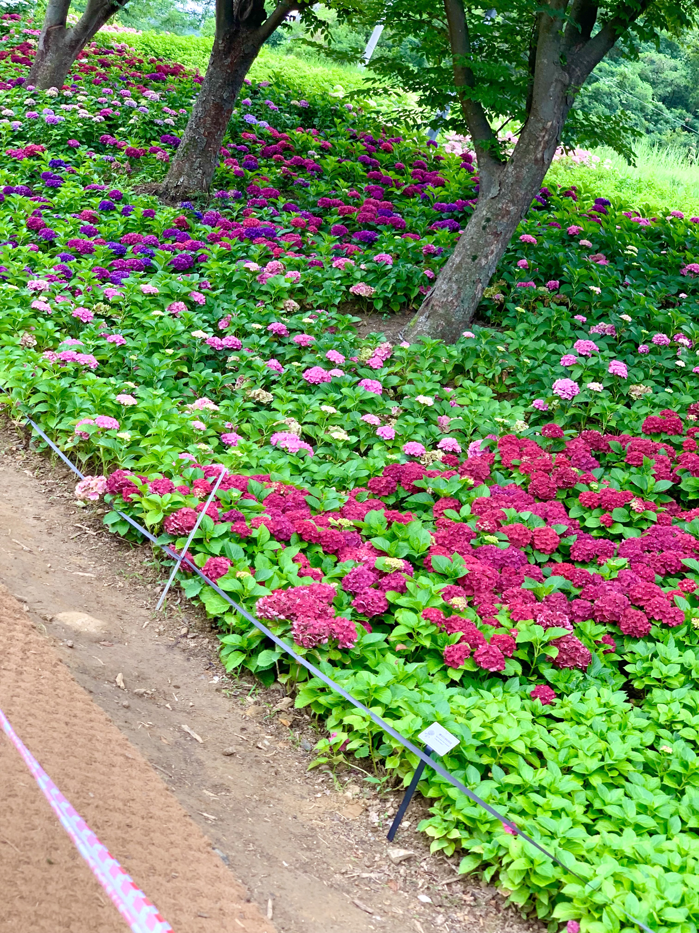 구미다온숲 수국핀 모습입니다.