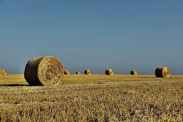 2024년 기본형 공익직불금 신청방법