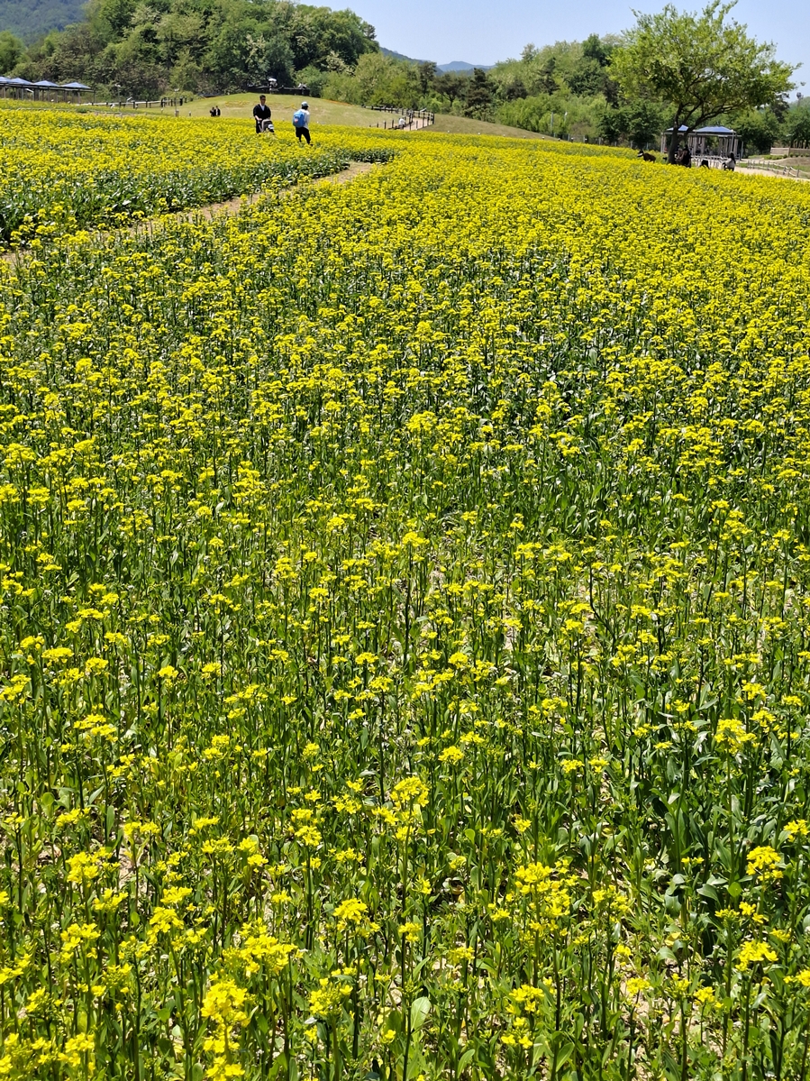 유채밭-산책로-02