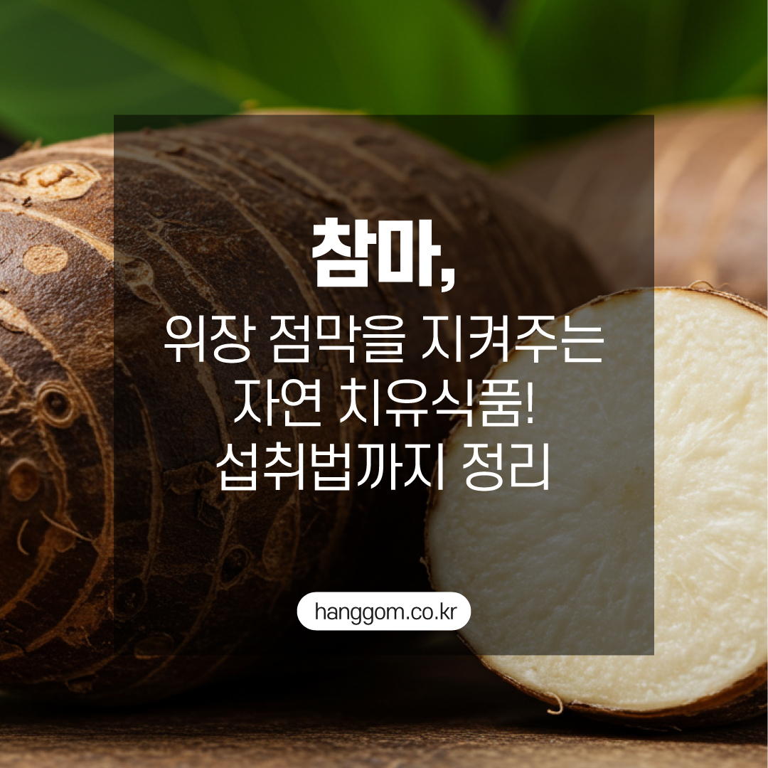 TV조선 <굿모닝 정보세상> 1226회- 참마 효능 총정리! 위염&middot;소화불량에 효과적인 이유는?