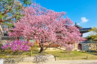 창덕궁 만첩홍매화 개화시기 명소_10