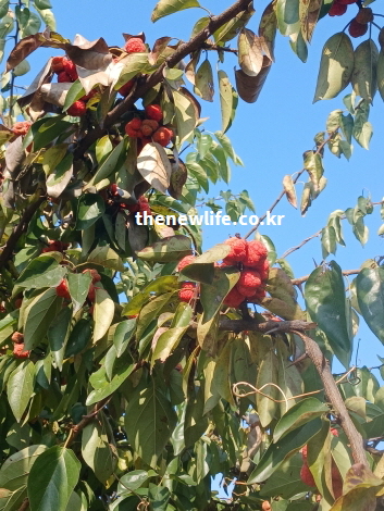파란 하늘을 배경으로 붉게 익은 야생 꾸지뽕 열매와 무성한 잎이 보이는 실제 나무 사진.