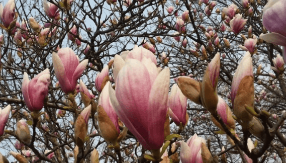 인천대공원-목련