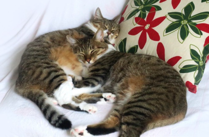 자고 있는 고양이 두 마리.