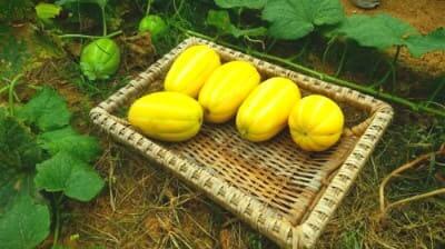 참외-텃밭재배-수확시기-수확