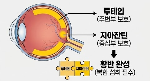 루테인 지아잔틴