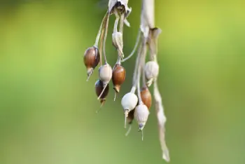 율무 효능 및 영양성분, 부작용