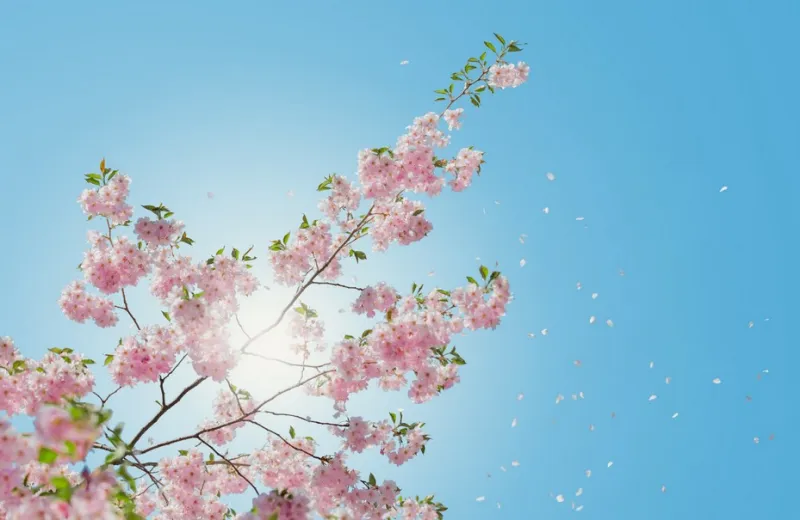 2024 여의도 벚꽃축제