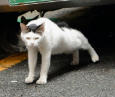 겨울철 고양이 사고 예방법