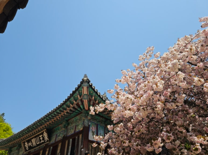 겹벚꽃과 함께 했던 개심사