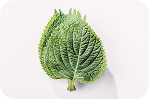 깻잎-효능